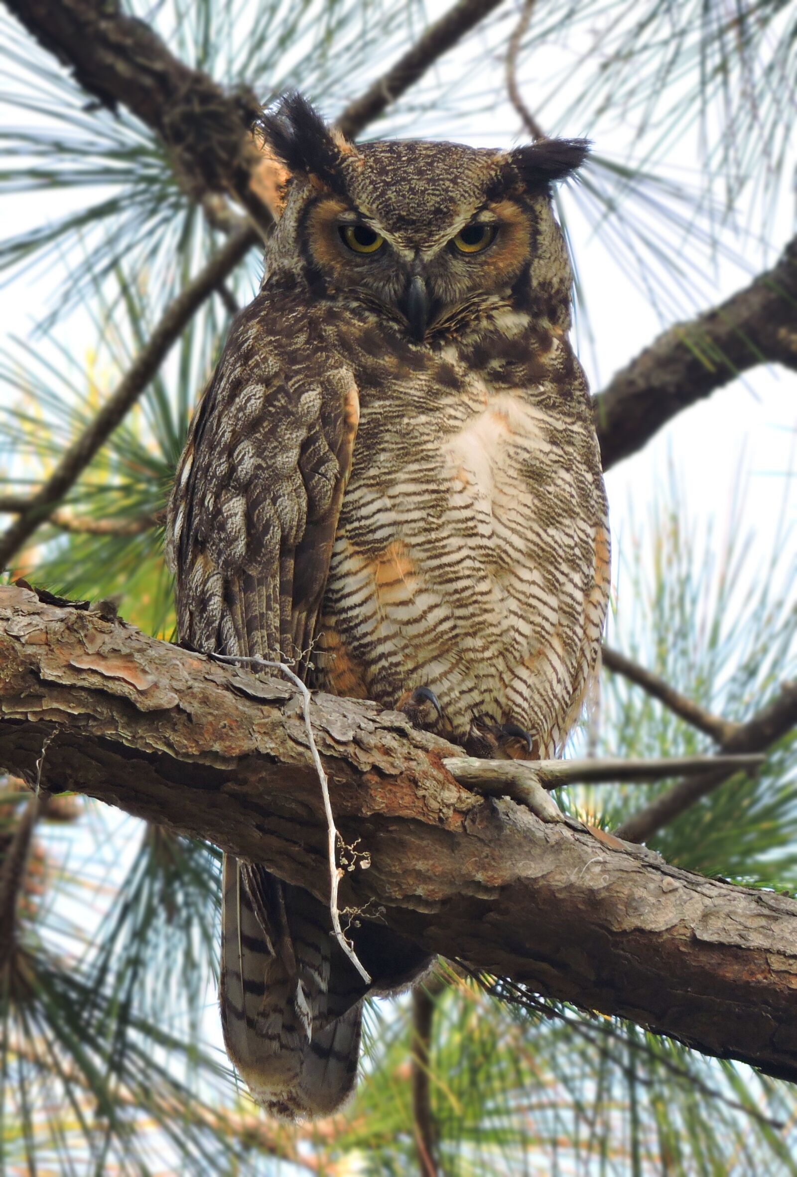 Nikon Coolpix P530 sample photo. Great horned owl, great photography