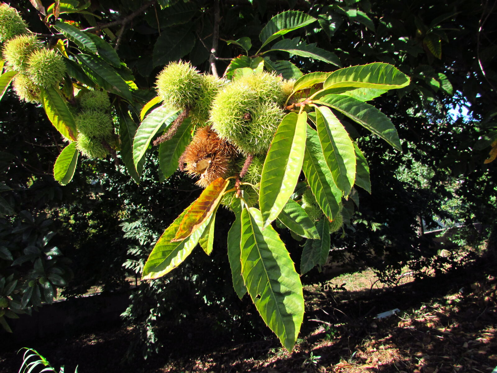 Canon PowerShot SX510 HS sample photo. Chestnuts photography