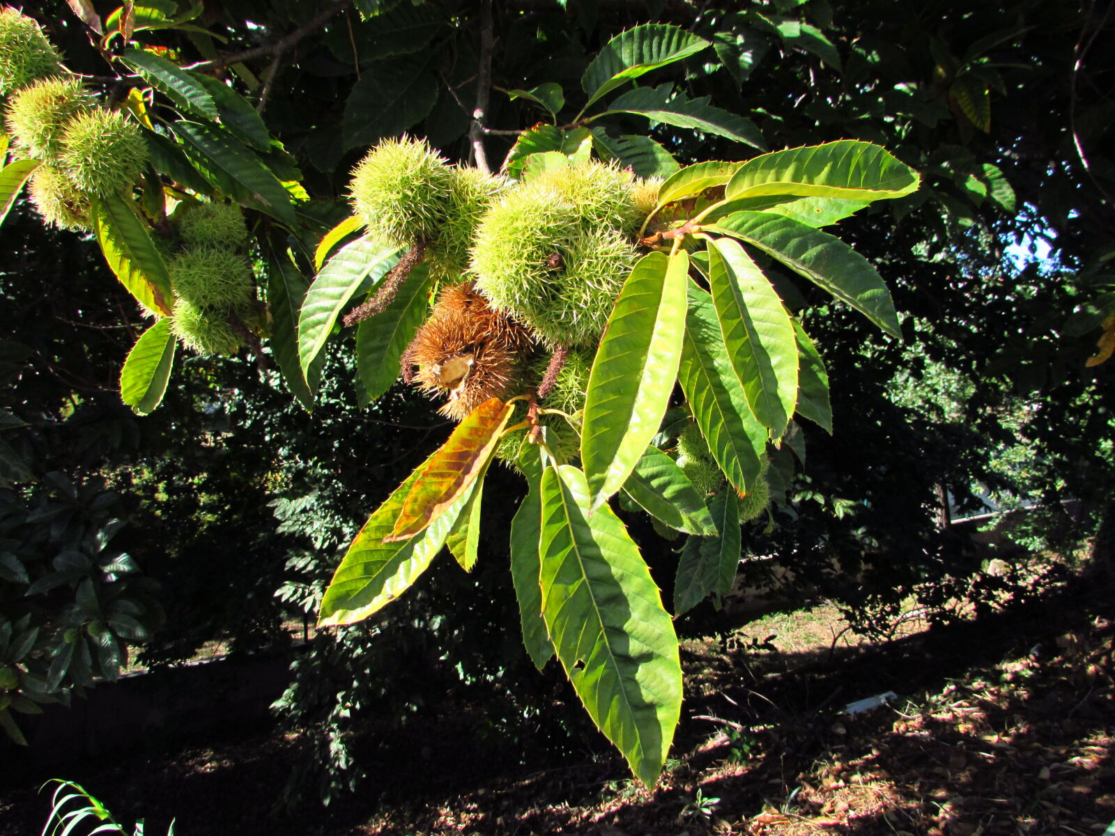 Canon PowerShot SX510 HS sample photo. Chestnuts photography