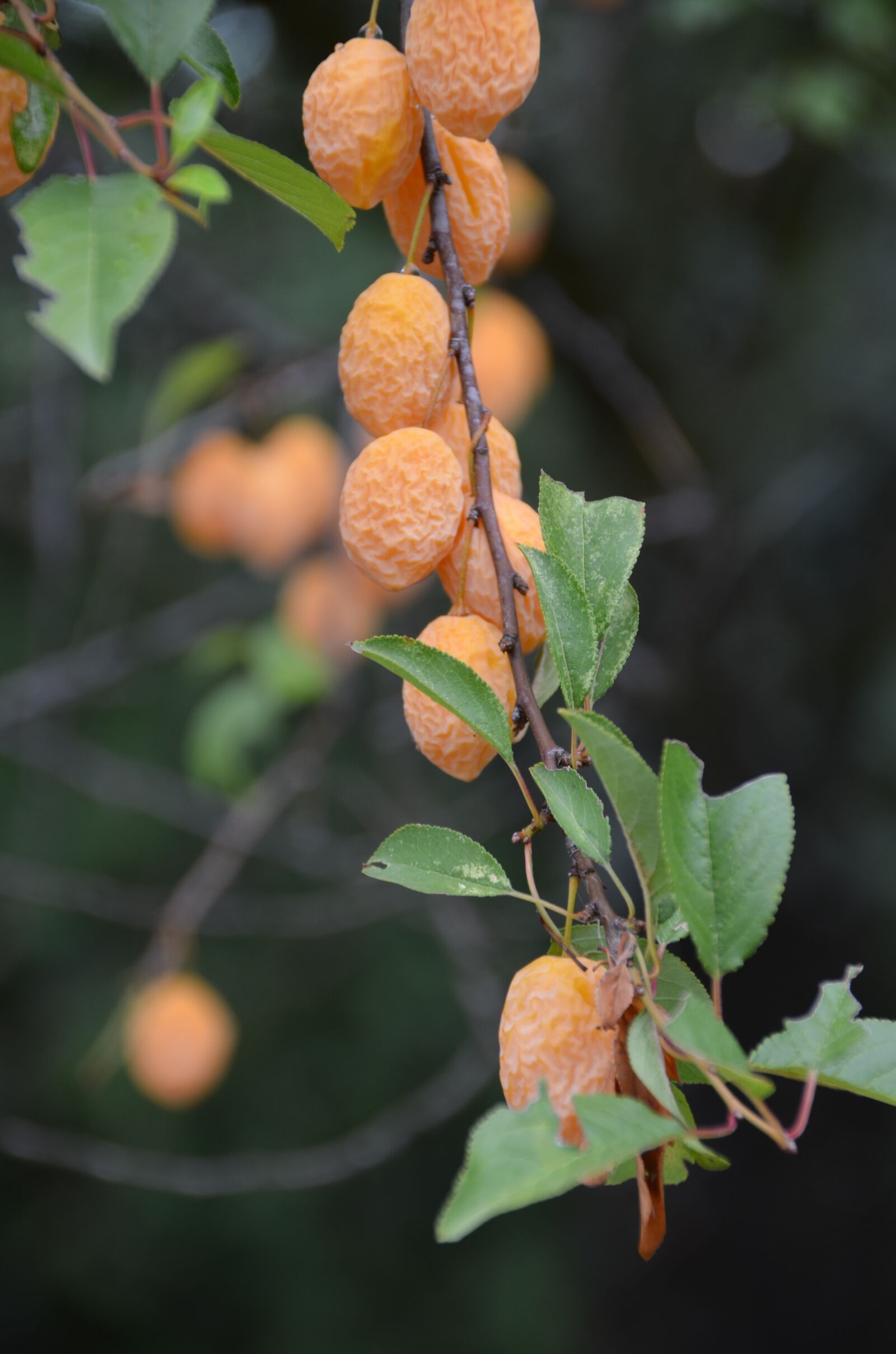 Nikon D7000 sample photo. Nature, dry, fruit photography