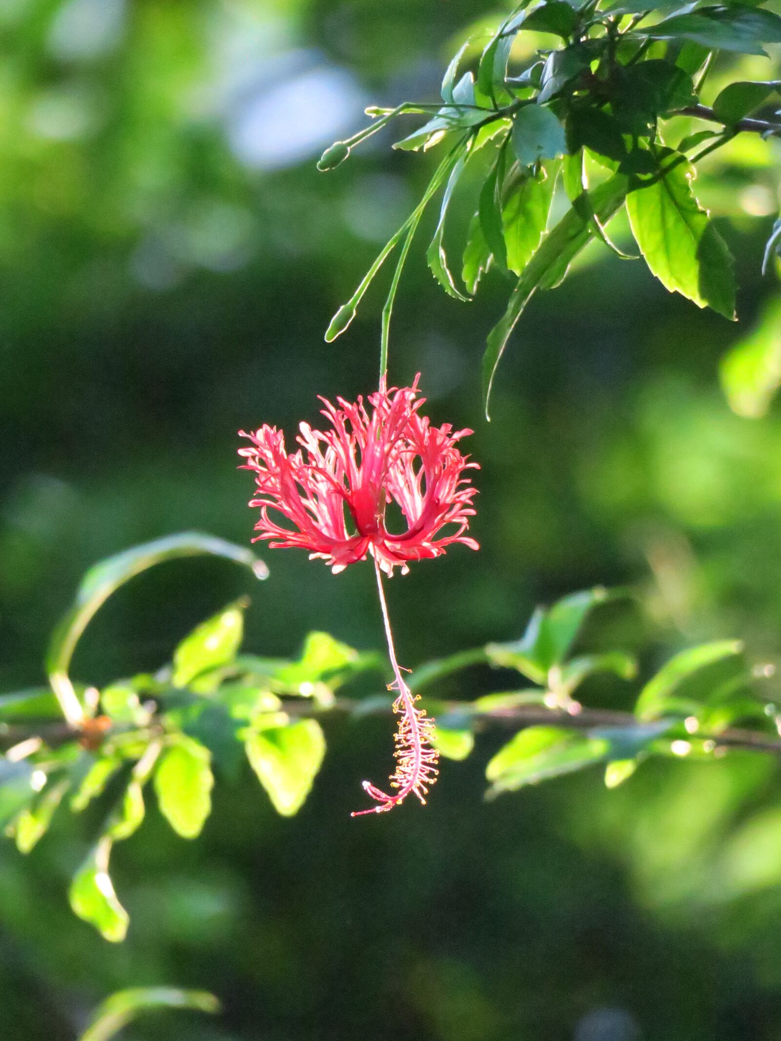 Canon PowerShot G3 X sample photo. Flower, nature, plant photography