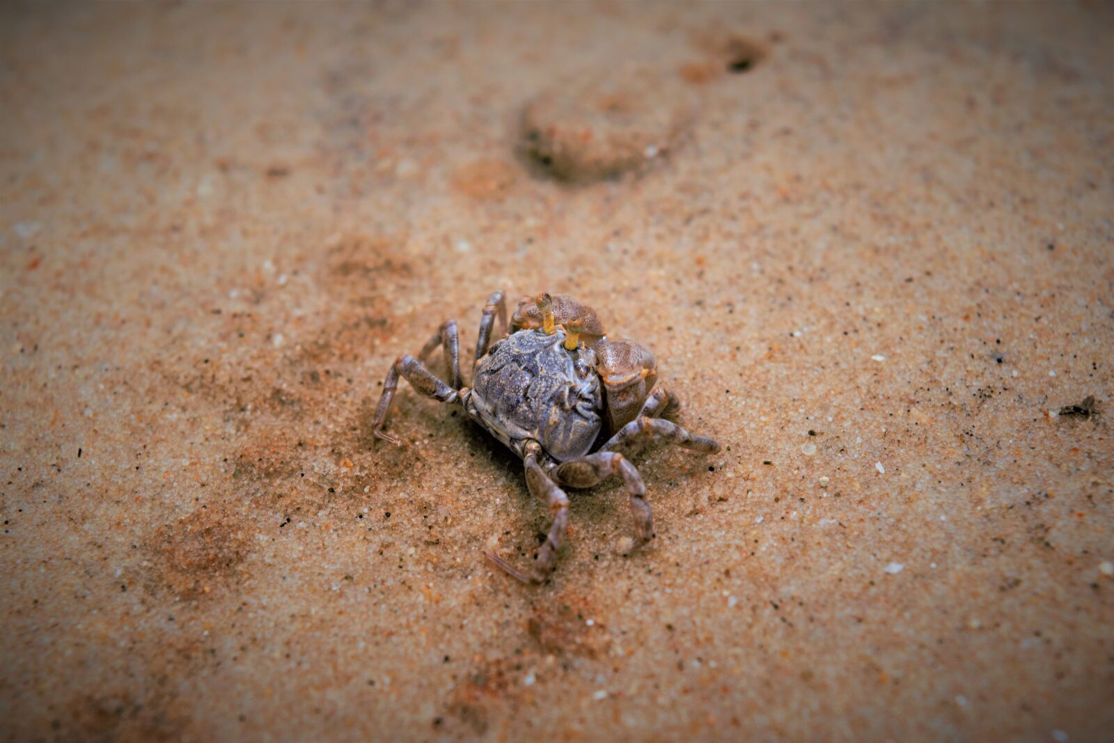 Nikon D5300 sample photo. Crab, sand, photography photography