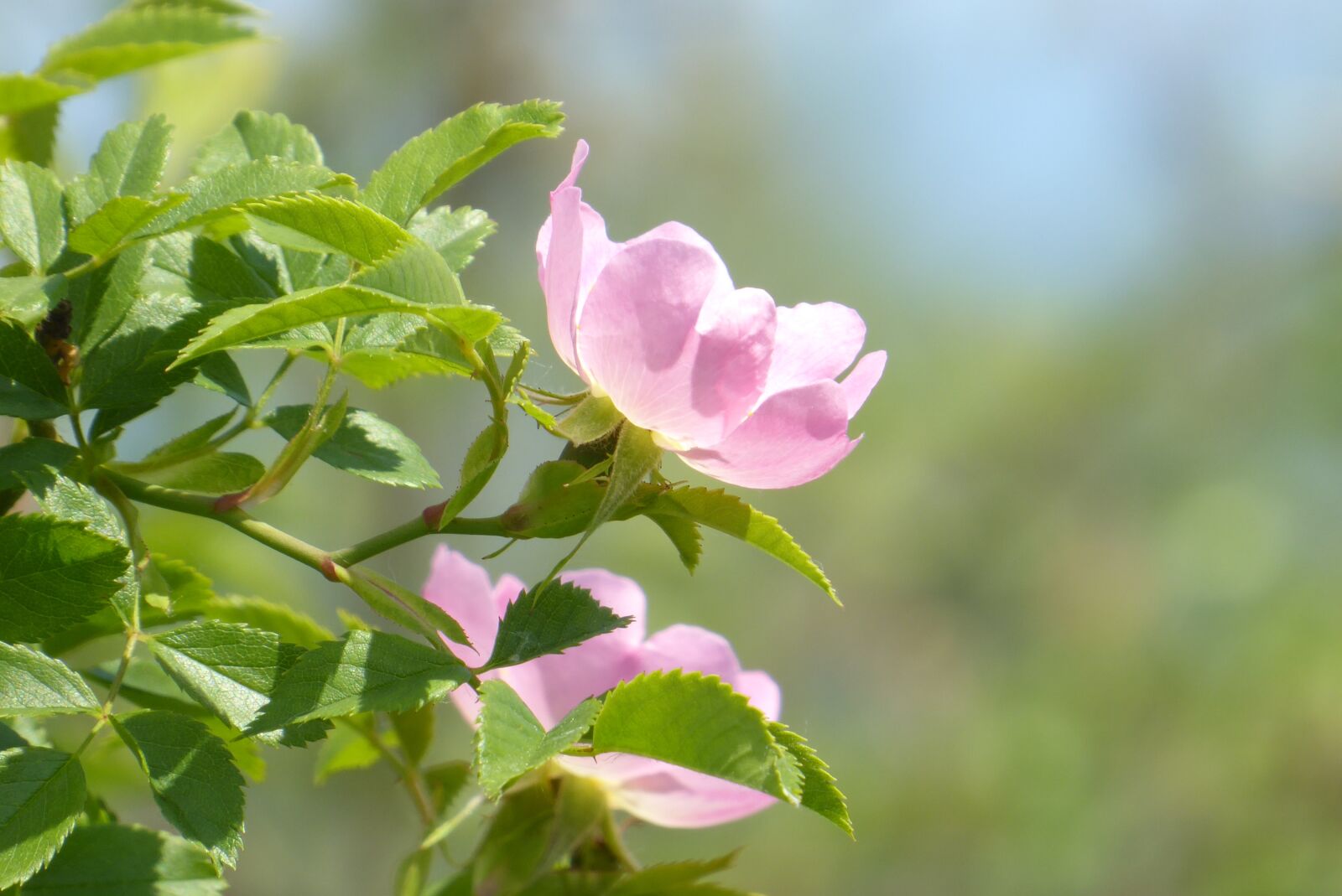 Panasonic Lumix DMC-ZS50 (Lumix DMC-TZ70) sample photo. Pink, flower, flowering photography