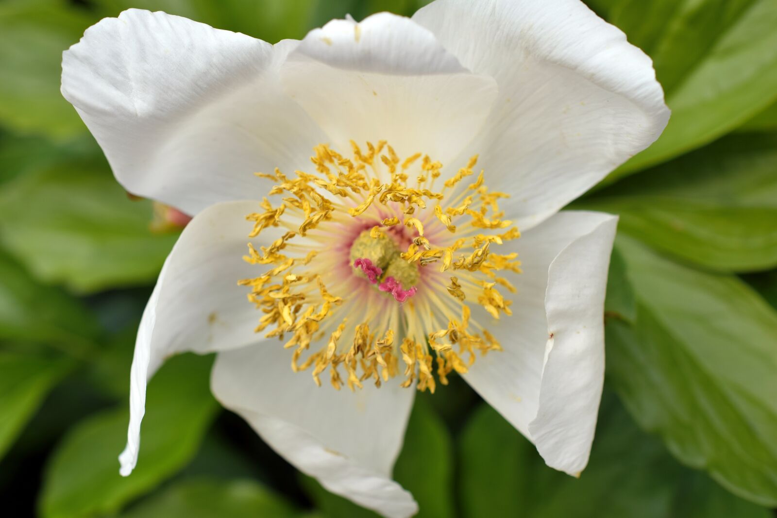 Nikon D5300 sample photo. White flower, garden, spring photography