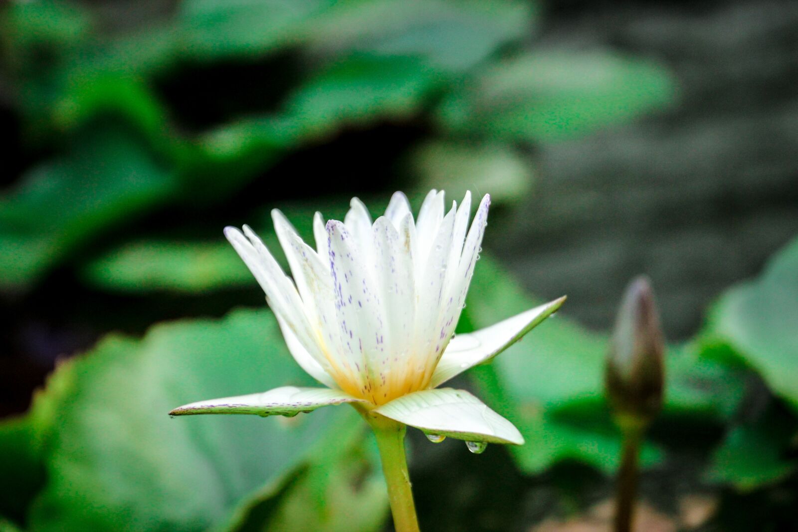 Canon EOS 600D (Rebel EOS T3i / EOS Kiss X5) sample photo. Lotus, nature, flowers photography