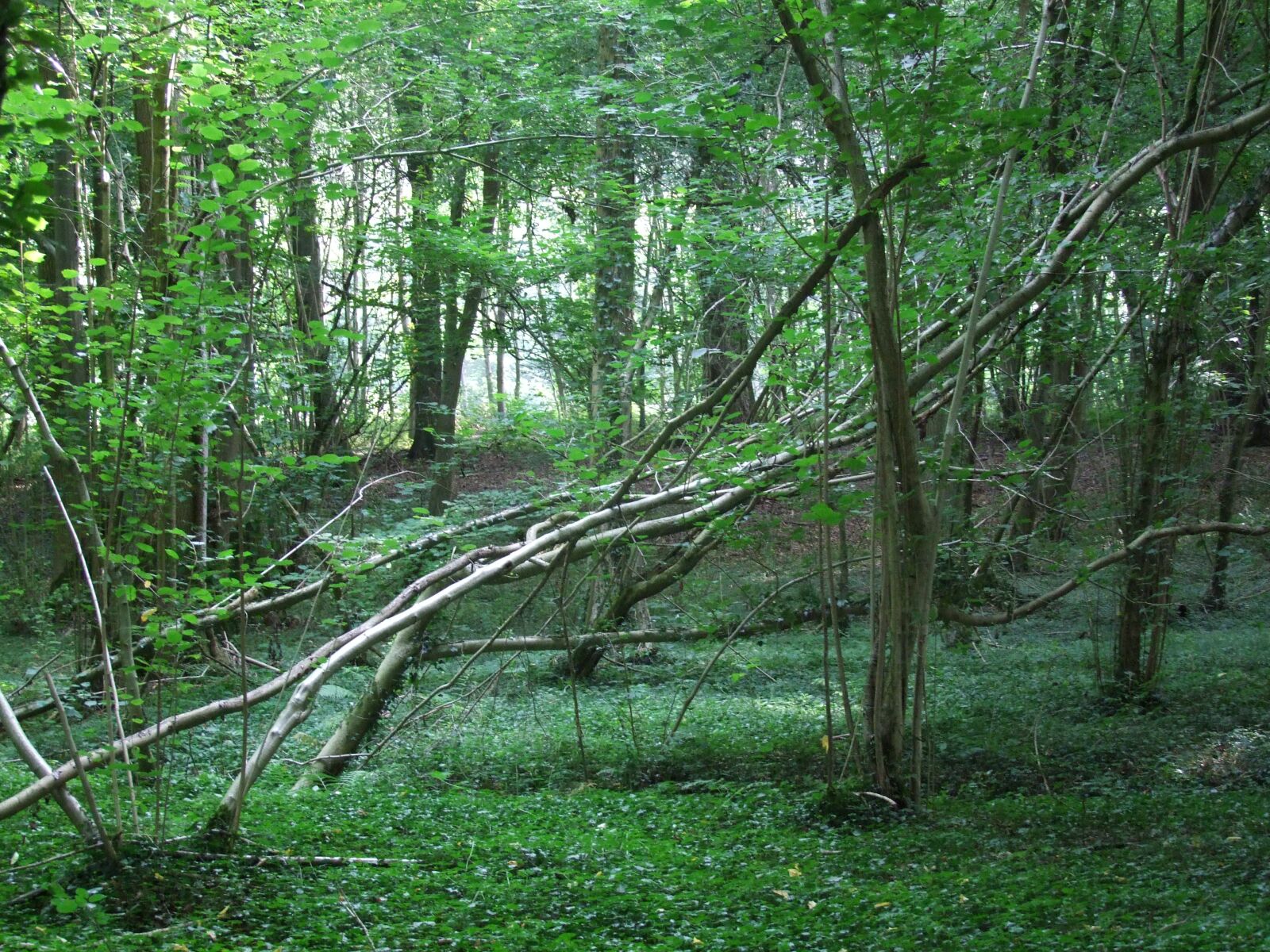 Fujifilm FinePix S100fs sample photo. Wood, landscape, trees photography