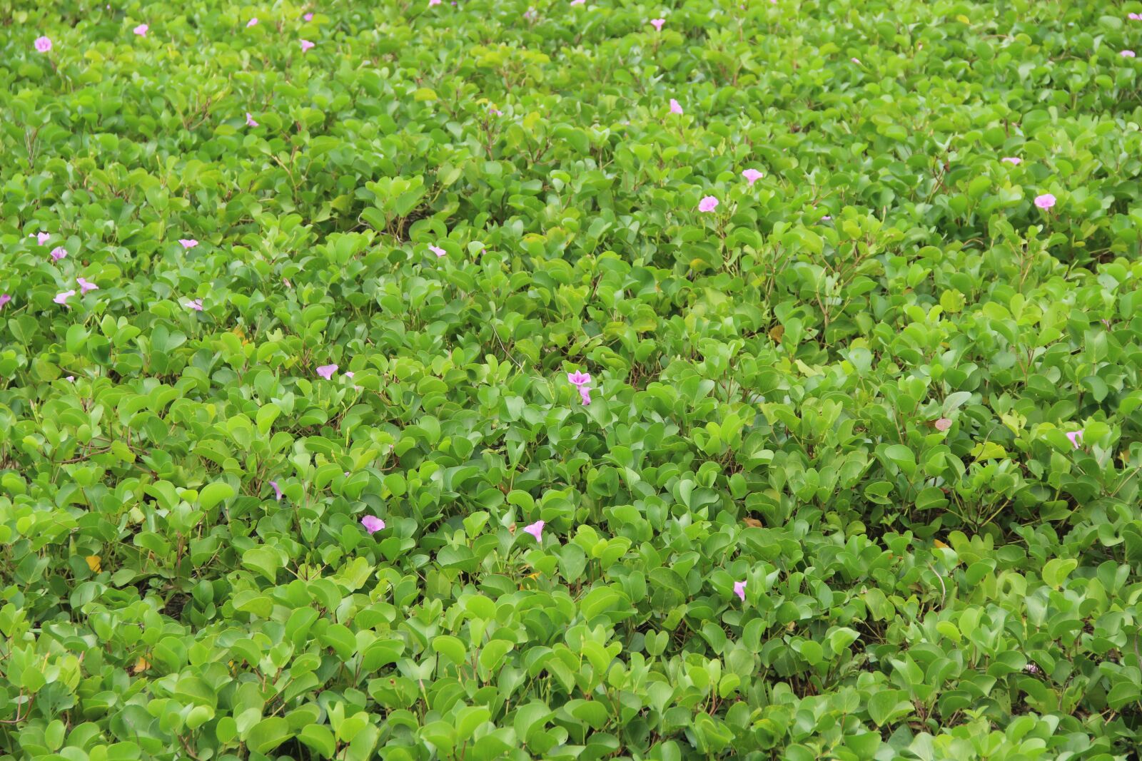 Canon EOS 600D (Rebel EOS T3i / EOS Kiss X5) sample photo. Vietnam, asia, nature photography