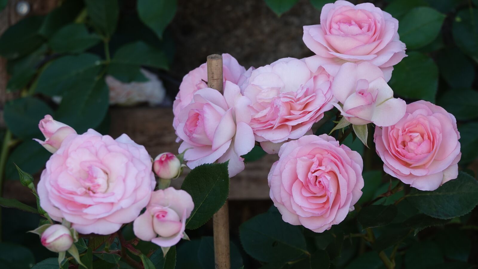 Sony Cyber-shot DSC-RX10 IV sample photo. Roses, garden, ronsard photography