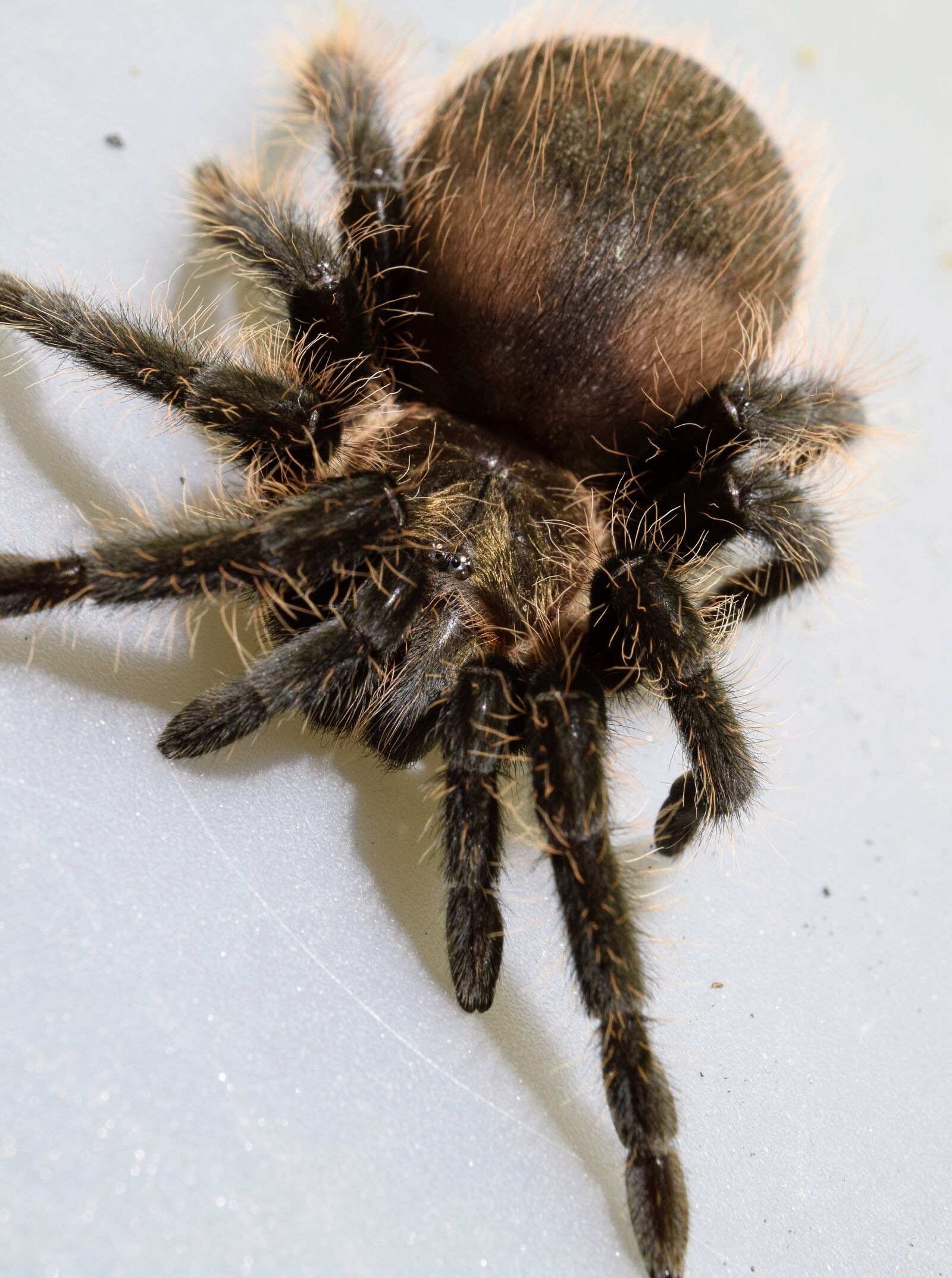 Nikon D5300 sample photo. The curly hair tarantula photography