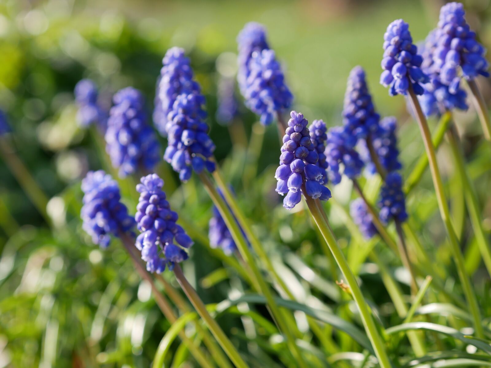 Panasonic Lumix DMC-GX85 (Lumix DMC-GX80 / Lumix DMC-GX7 Mark II) sample photo. Common grape hyacinth, blue photography