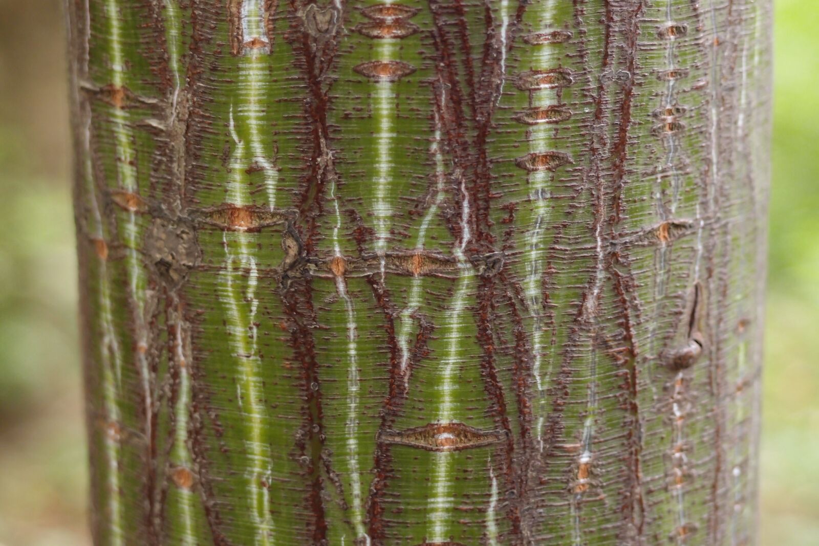 Olympus XZ-1 sample photo. Bark, tree, texture photography