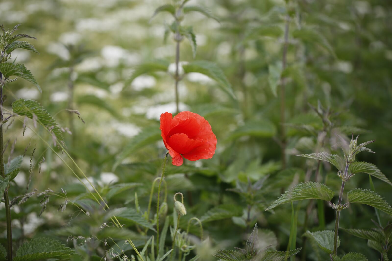Canon EF 100mm F2.8L Macro IS USM sample photo. Poppy, flower, nature photography