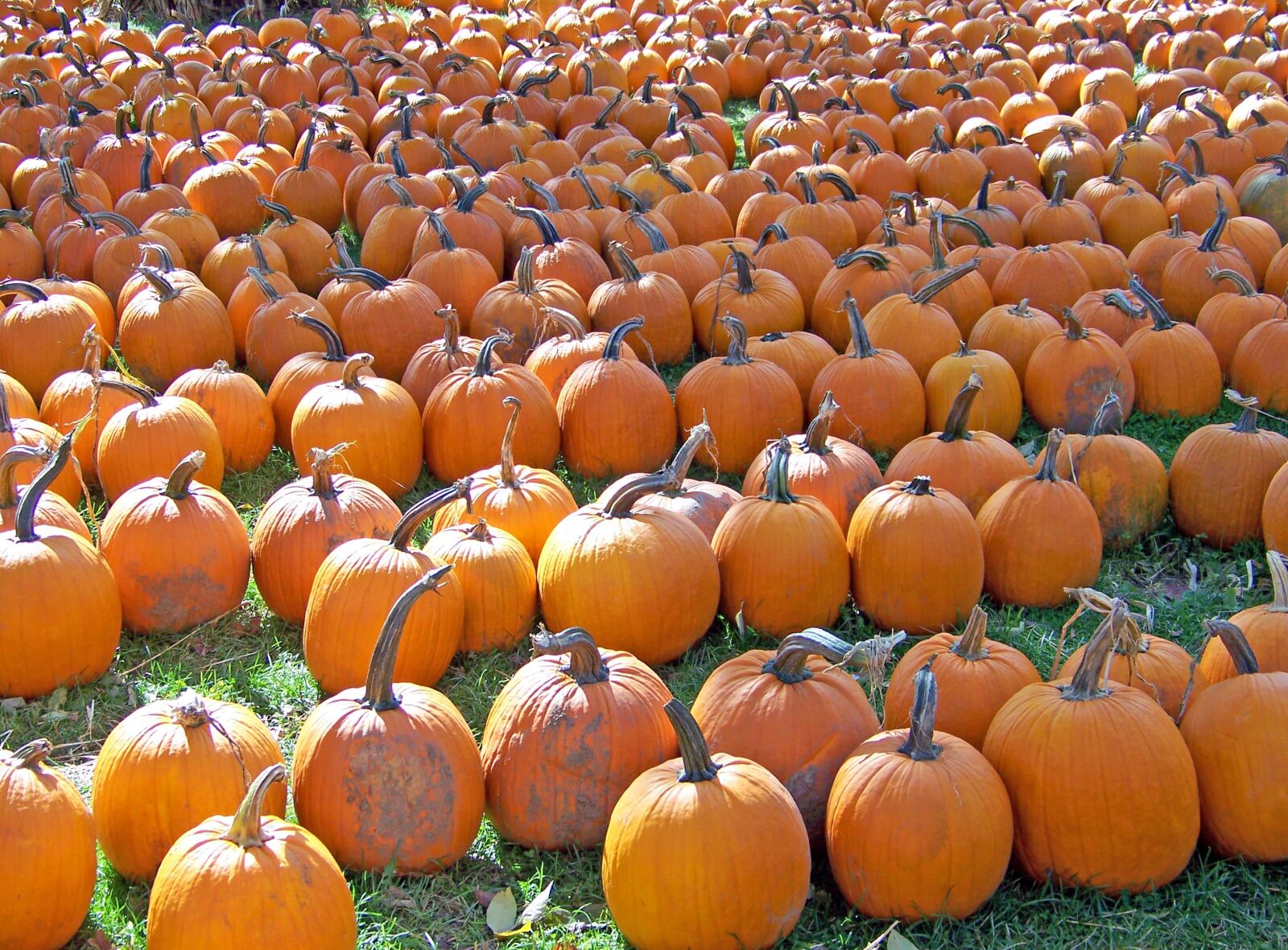 Kodak Z612 ZOOM DIGITAL CAMERA sample photo. Arrangement, autumn, bright, day photography