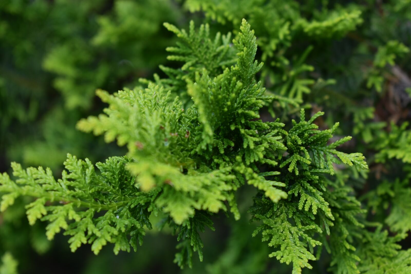 Nikon D3400 sample photo. Tree, leaves, foliage photography