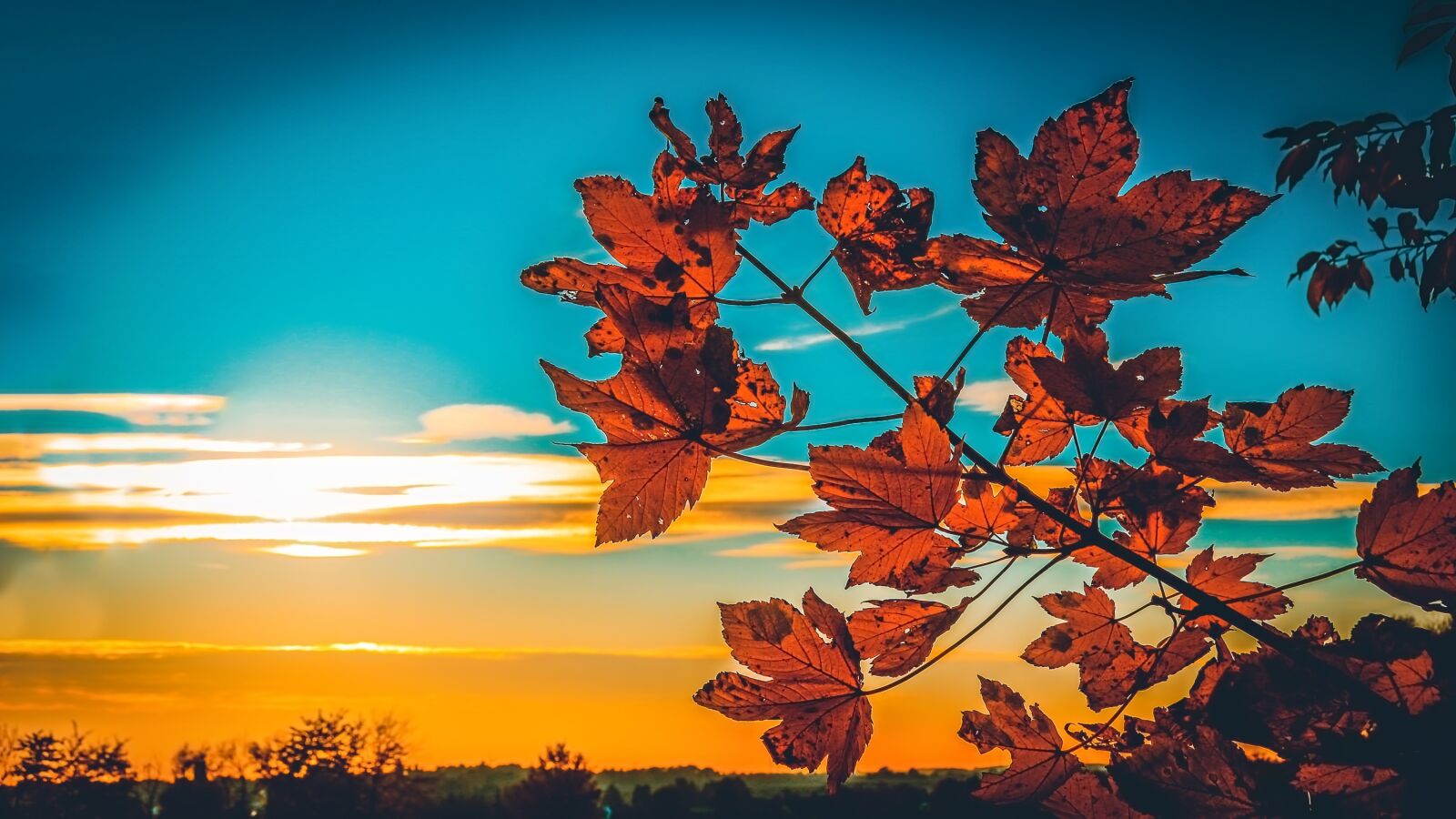 Canon EF-S 17-85mm F4-5.6 IS USM sample photo. Leaves, sunset, autumn photography