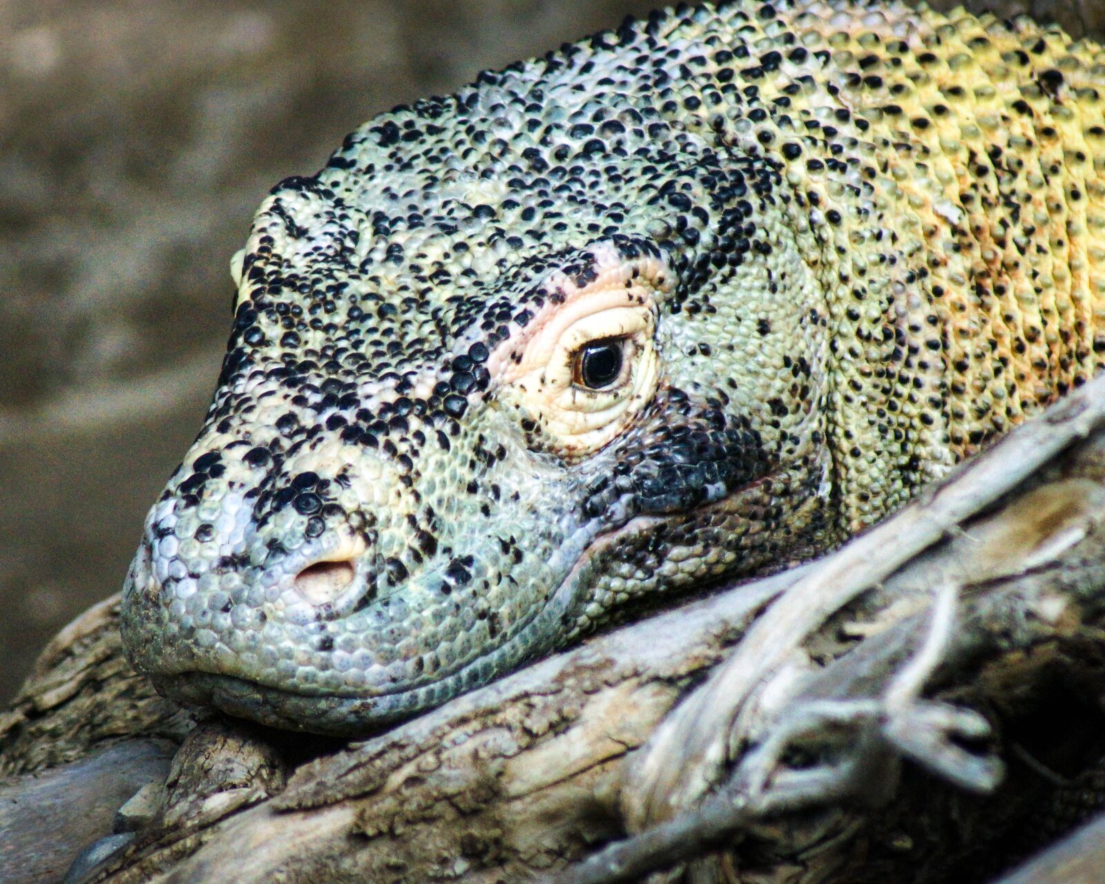 Sony SLT-A77 sample photo. Komodo dragon, lizard, monitor photography