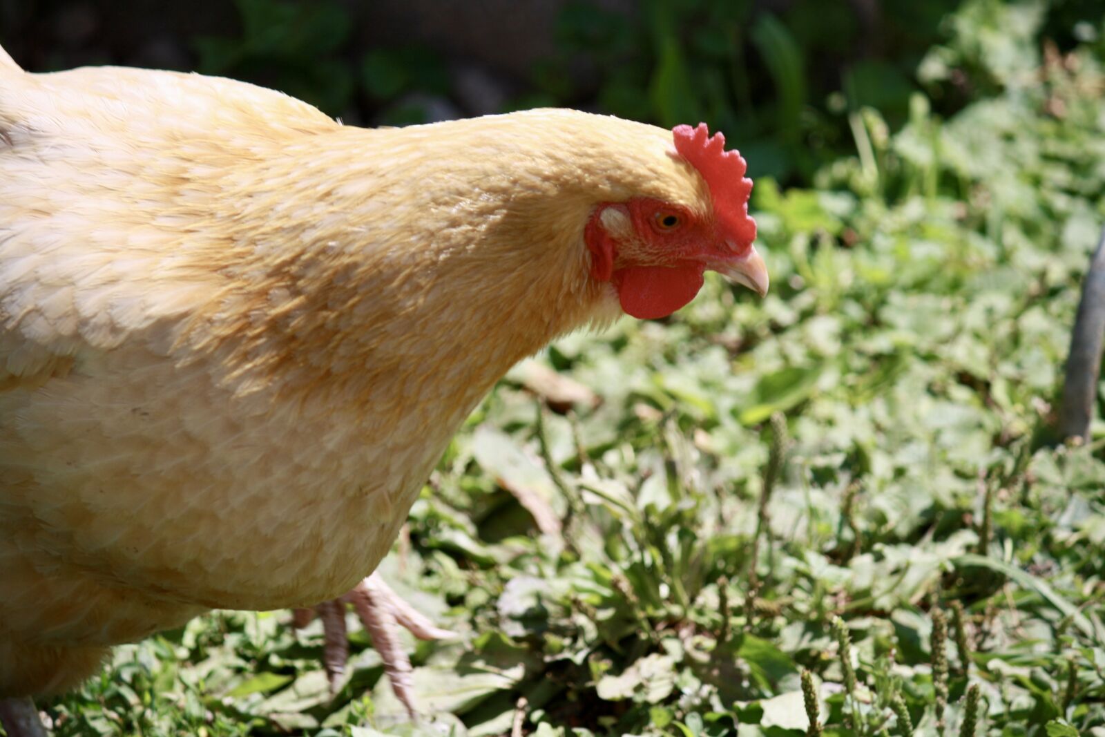 Canon EOS 1000D (EOS Digital Rebel XS / EOS Kiss F) sample photo. Chicken, blond, pecking photography