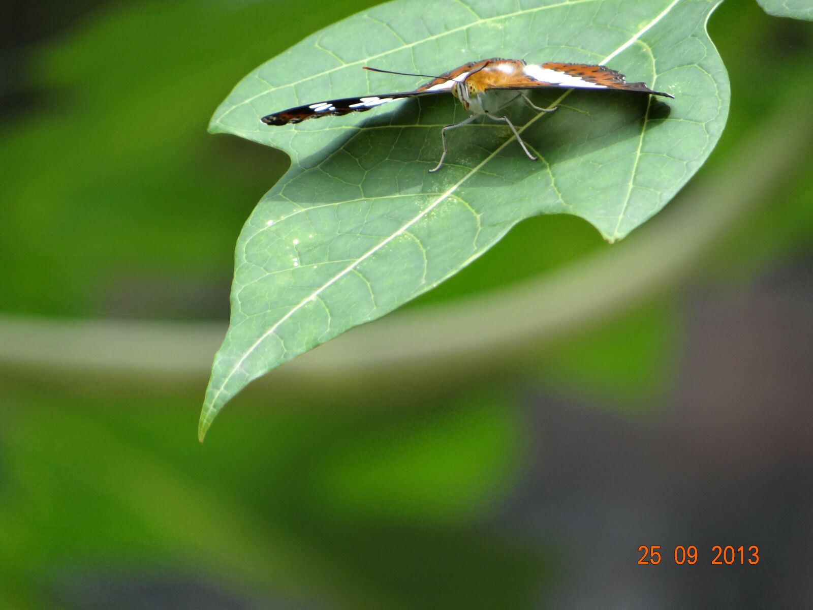 Sony DSC-HX200V sample photo. Butterfly, nature, insect photography