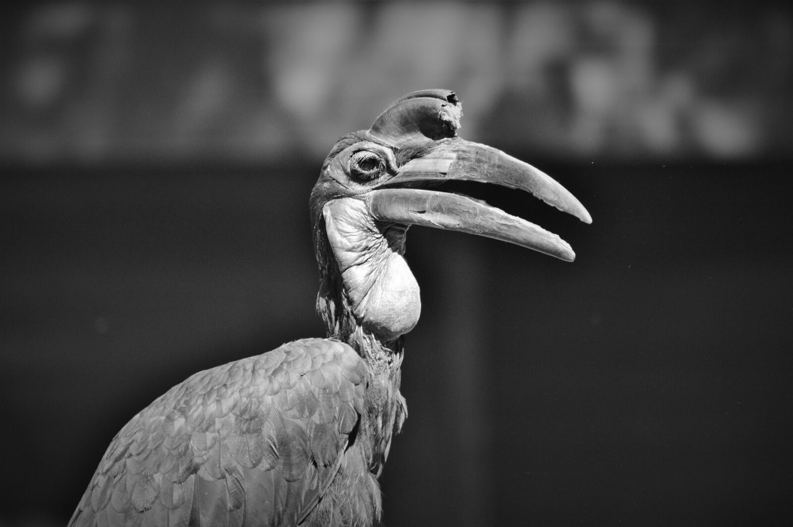 Nikon D3200 sample photo. Ground-hornbill, raven, hornbill photography