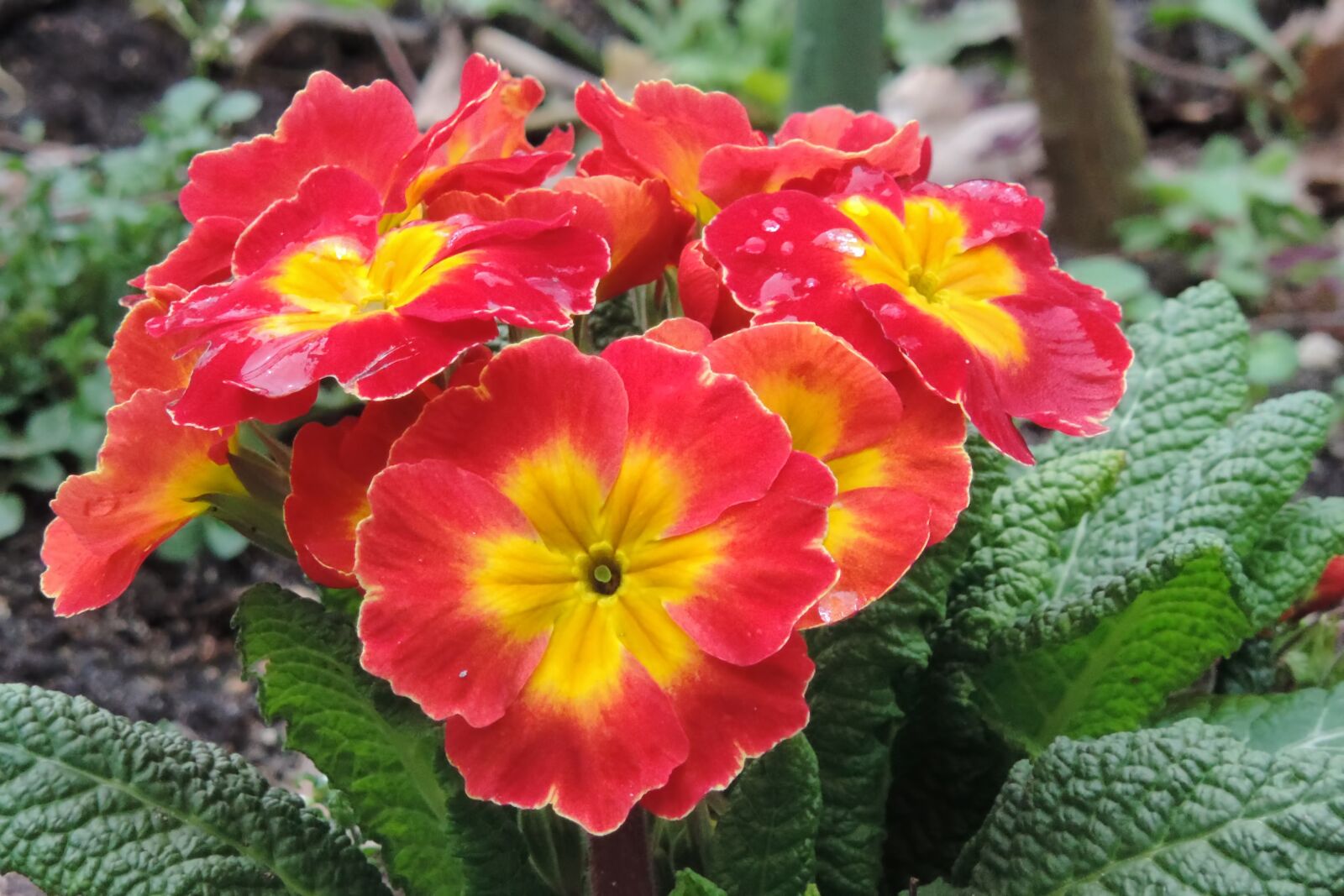 Nikon Coolpix P520 sample photo. Flower, flowers, primrose photography