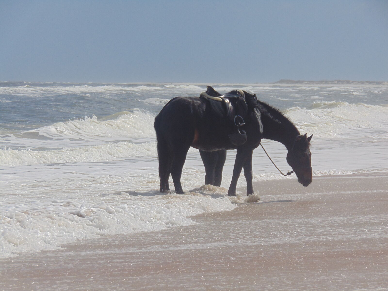 Sony Cyber-shot DSC-H300 sample photo. Horse, ocean, oceanshores, seascape photography