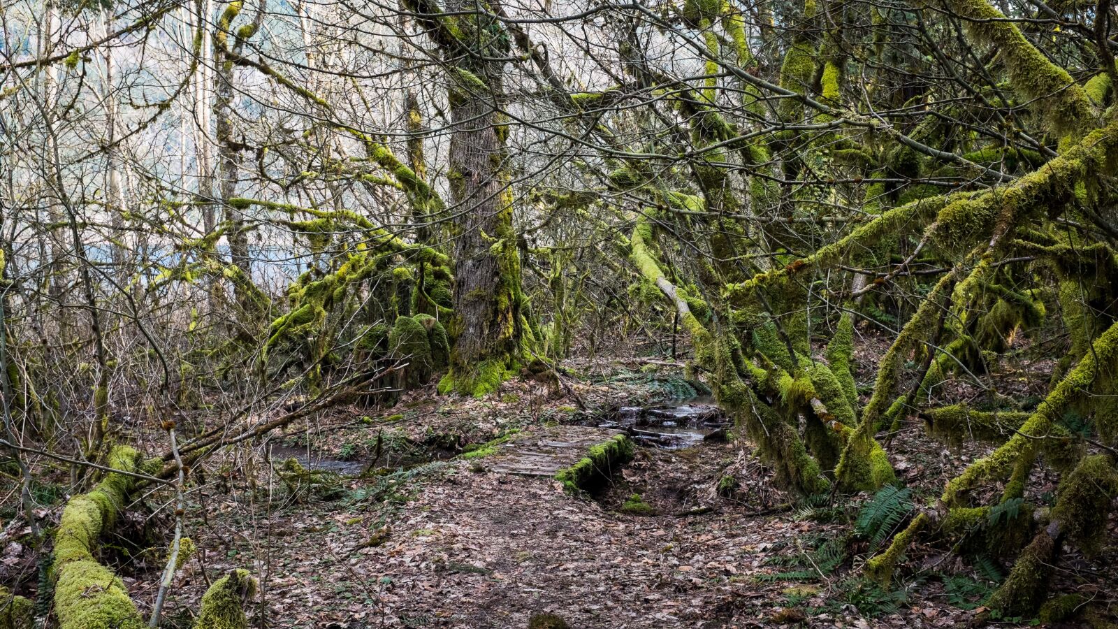 Fujifilm X100T sample photo. Trees, moss, path photography