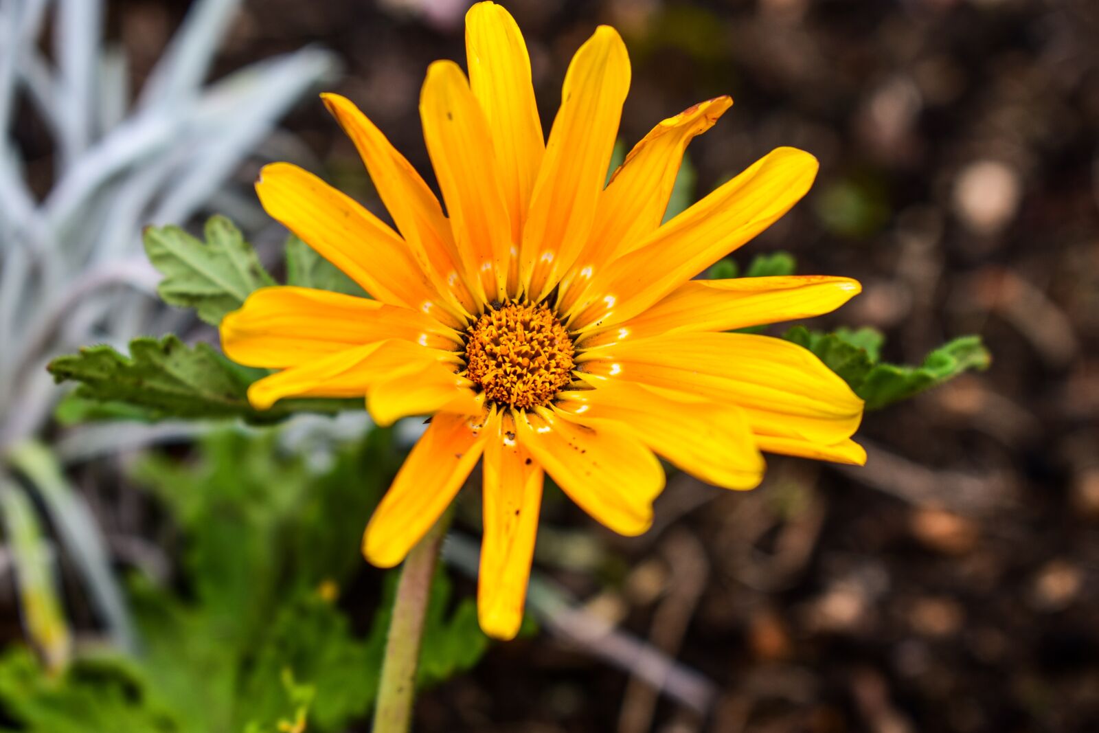 Nikon D3400 sample photo. Nature, plant, flower photography