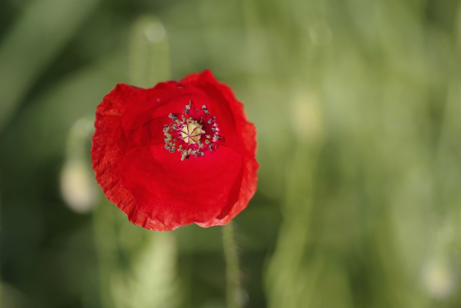 Pentax K-S2 sample photo. Poppy, red, flower photography