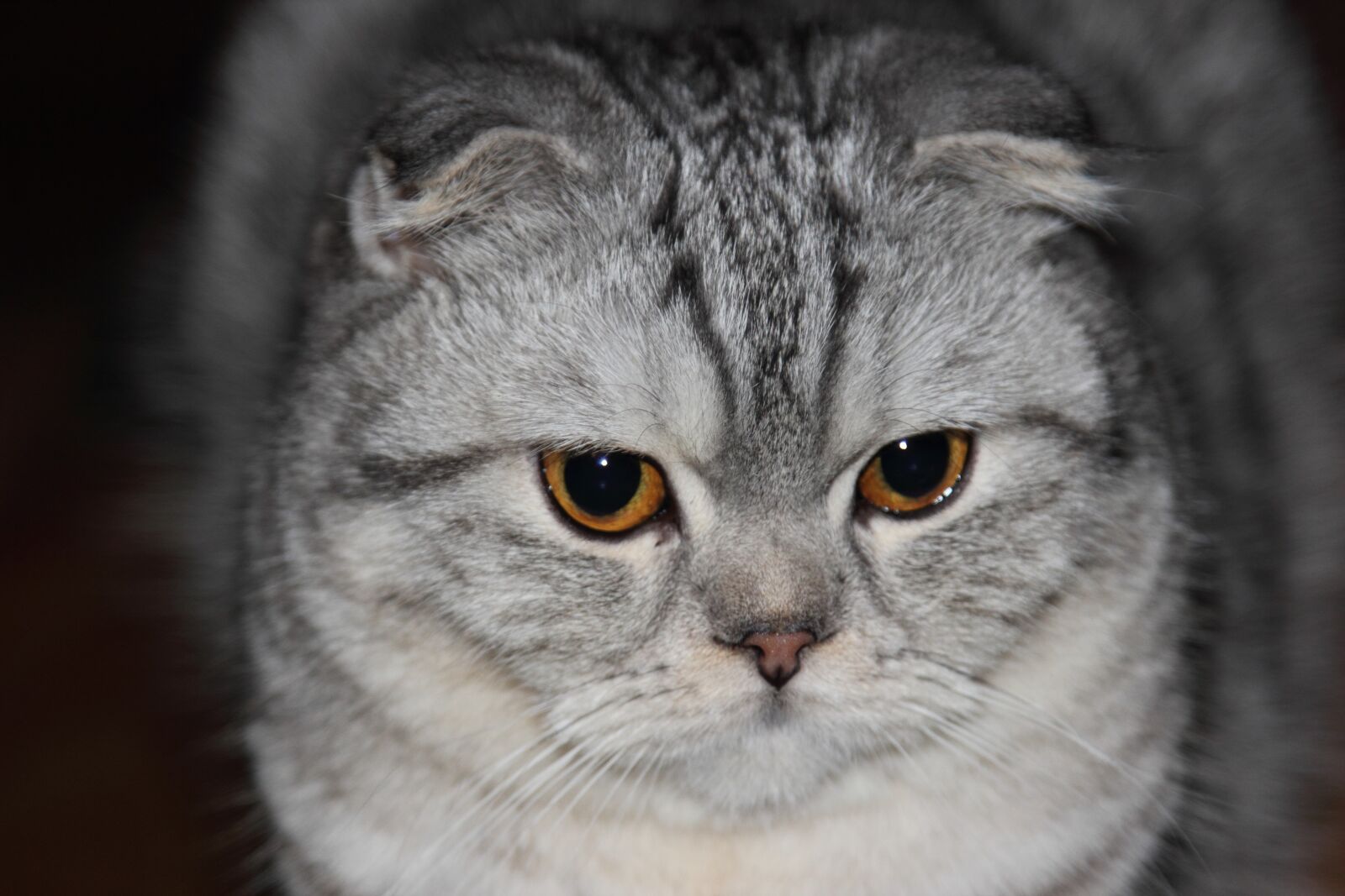 Canon EOS 550D (EOS Rebel T2i / EOS Kiss X4) sample photo. Cat, animals, feline photography