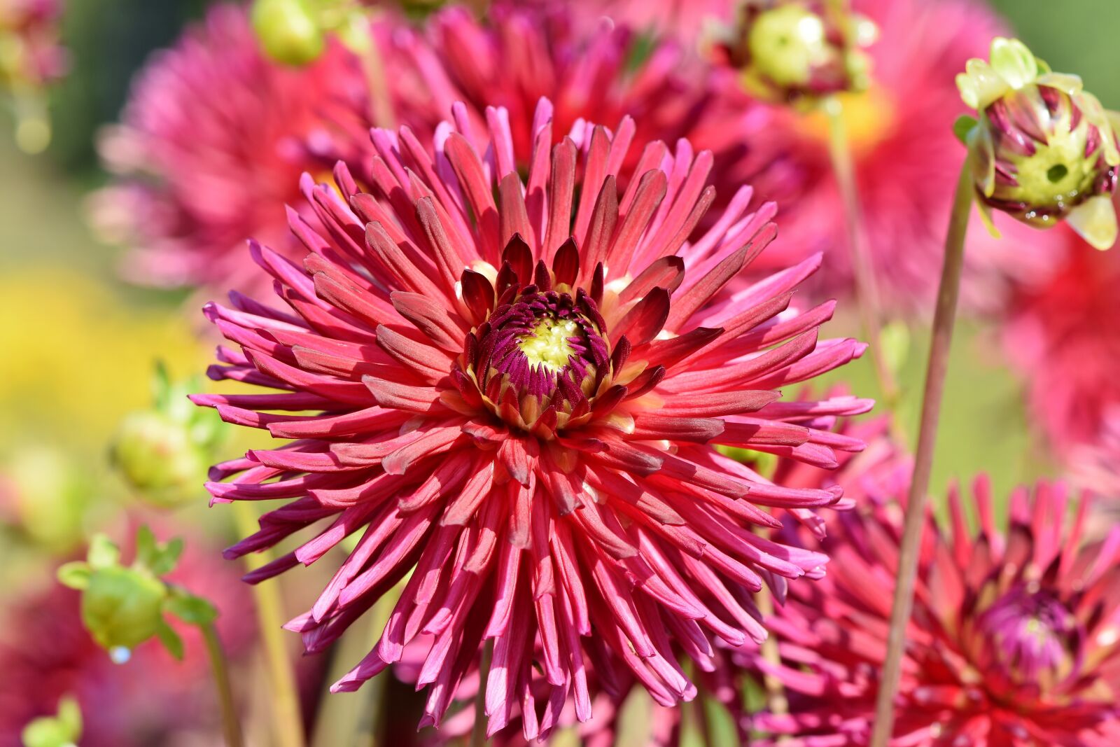 Nikon D7200 sample photo. Dahlia, cactus dahlia, flower photography