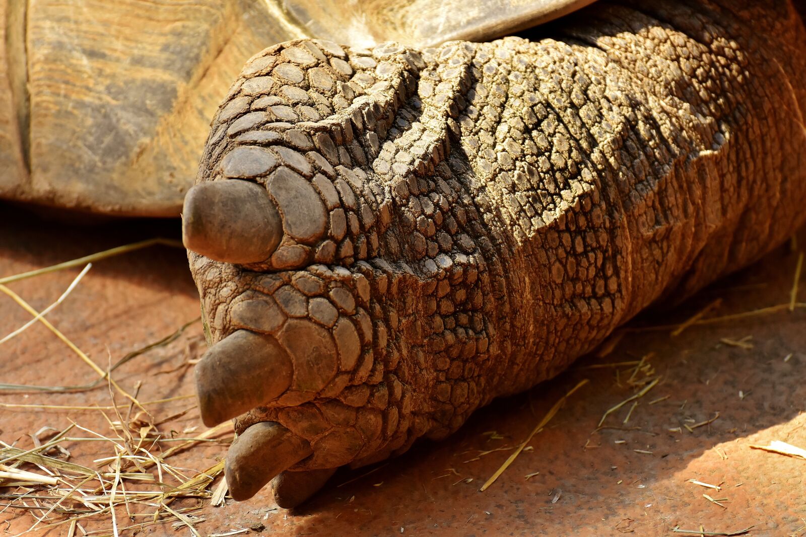 Nikon D7200 sample photo. Giant tortoise, foot, rear photography