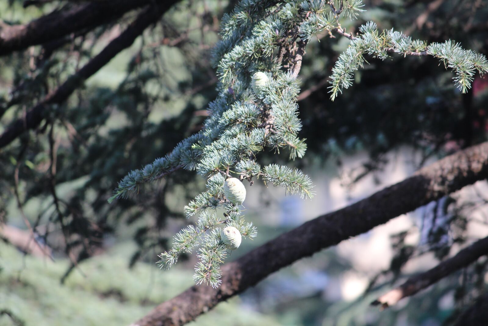 Canon EOS 1200D (EOS Rebel T5 / EOS Kiss X70 / EOS Hi) sample photo. Pine, tree, branch photography
