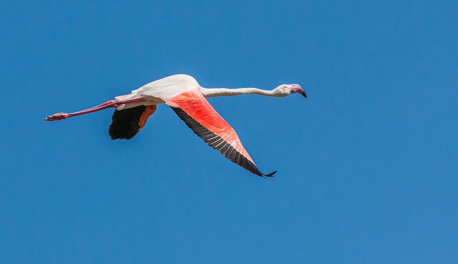Canon EOS-1D Mark II N sample photo. Greater flamingo in flight photography