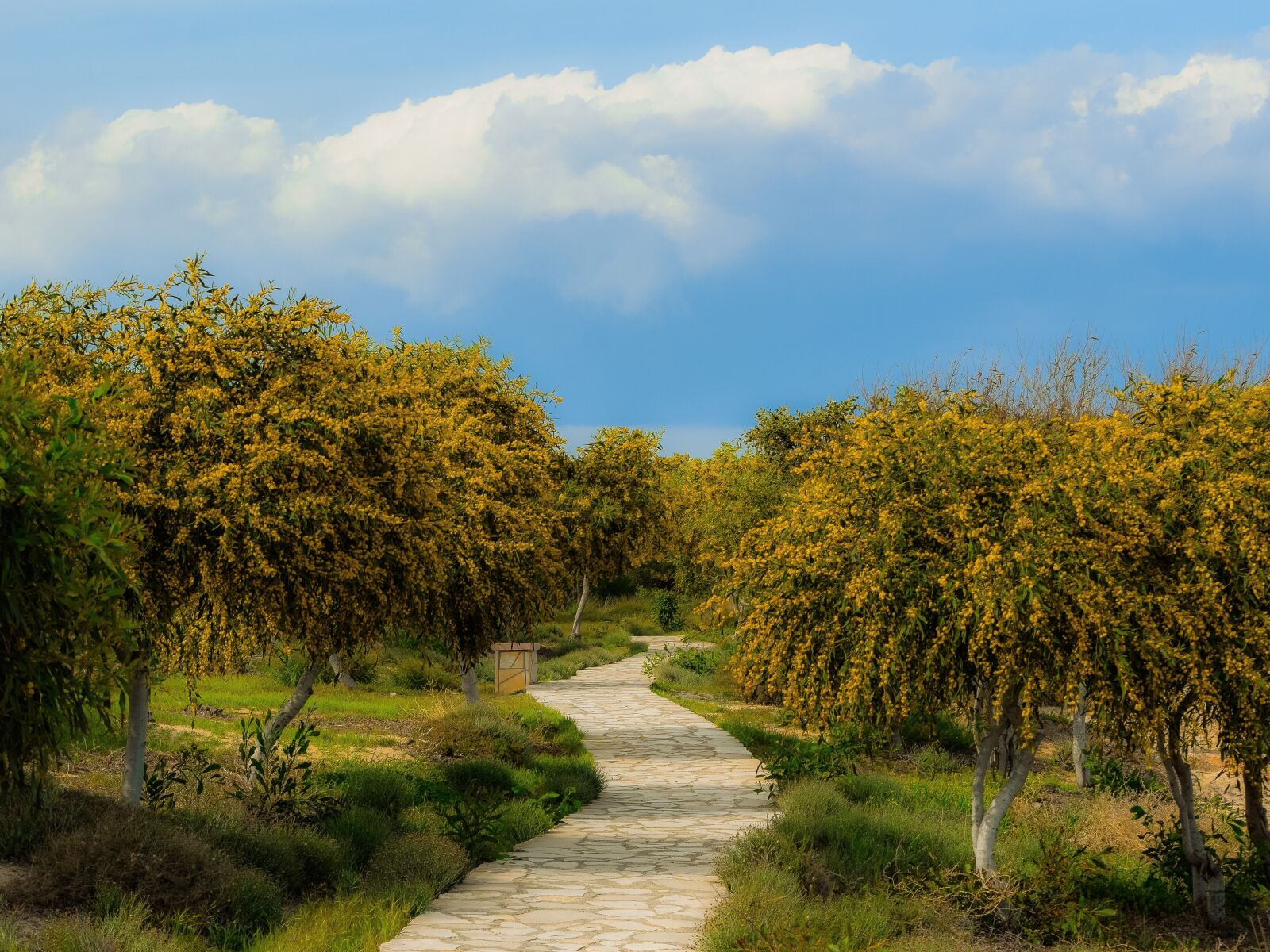 Nikon D3300 sample photo. Tree, mimoza, landscape photography