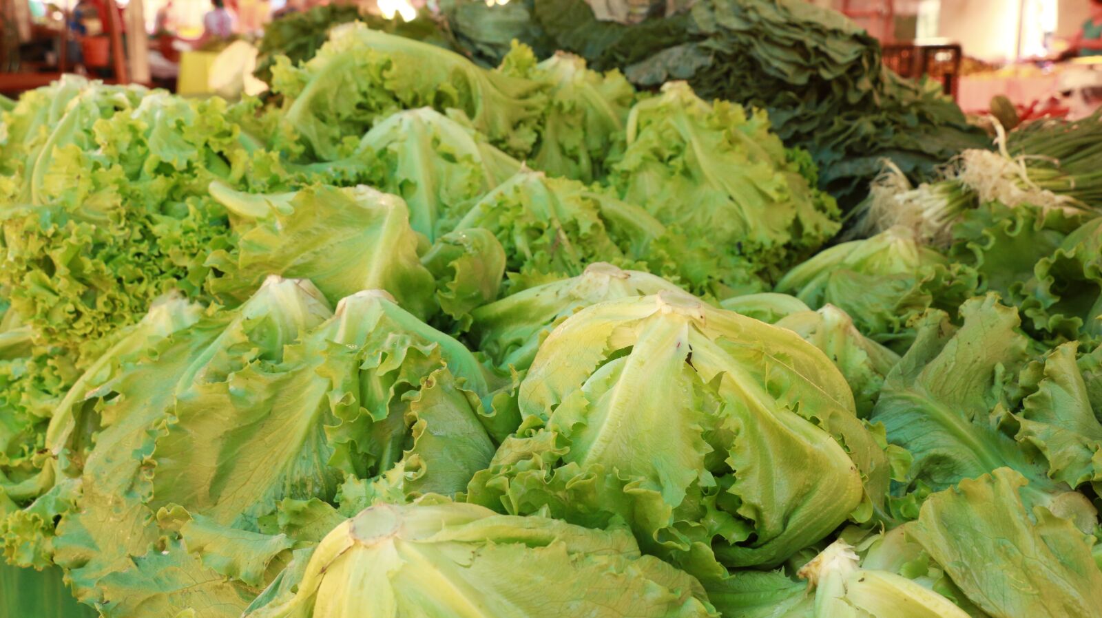 Canon EOS 70D sample photo. Lettuce, fair, vegetable photography