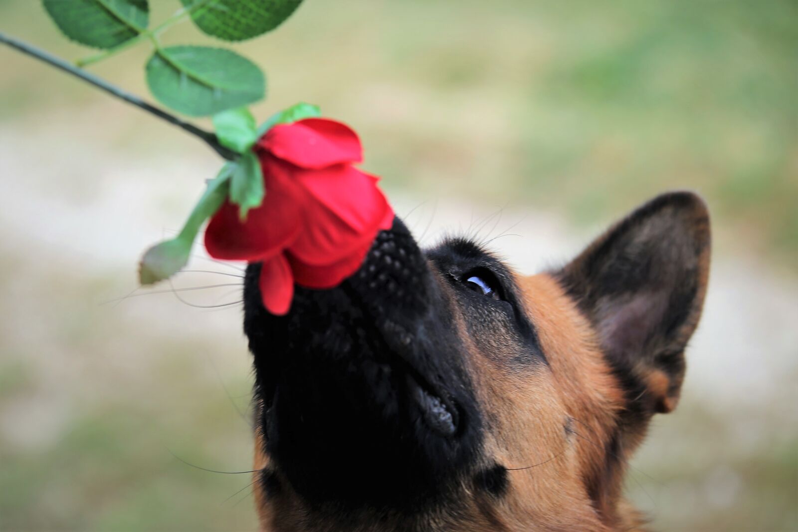 Canon EOS 6D sample photo. Red rose, dog, love photography