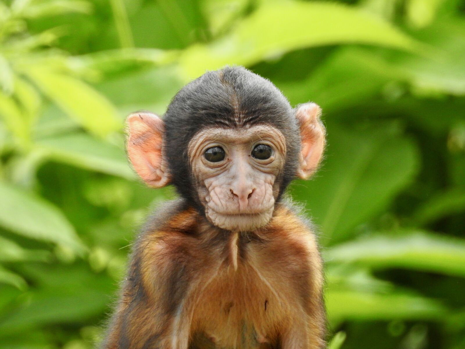 Nikon Coolpix P900 sample photo. Monkey, baby, animal photography