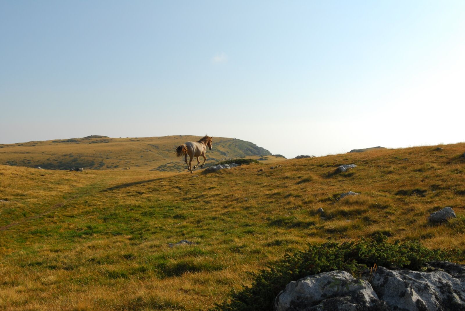 Nikon D200 sample photo. Horse, mountain, wild photography