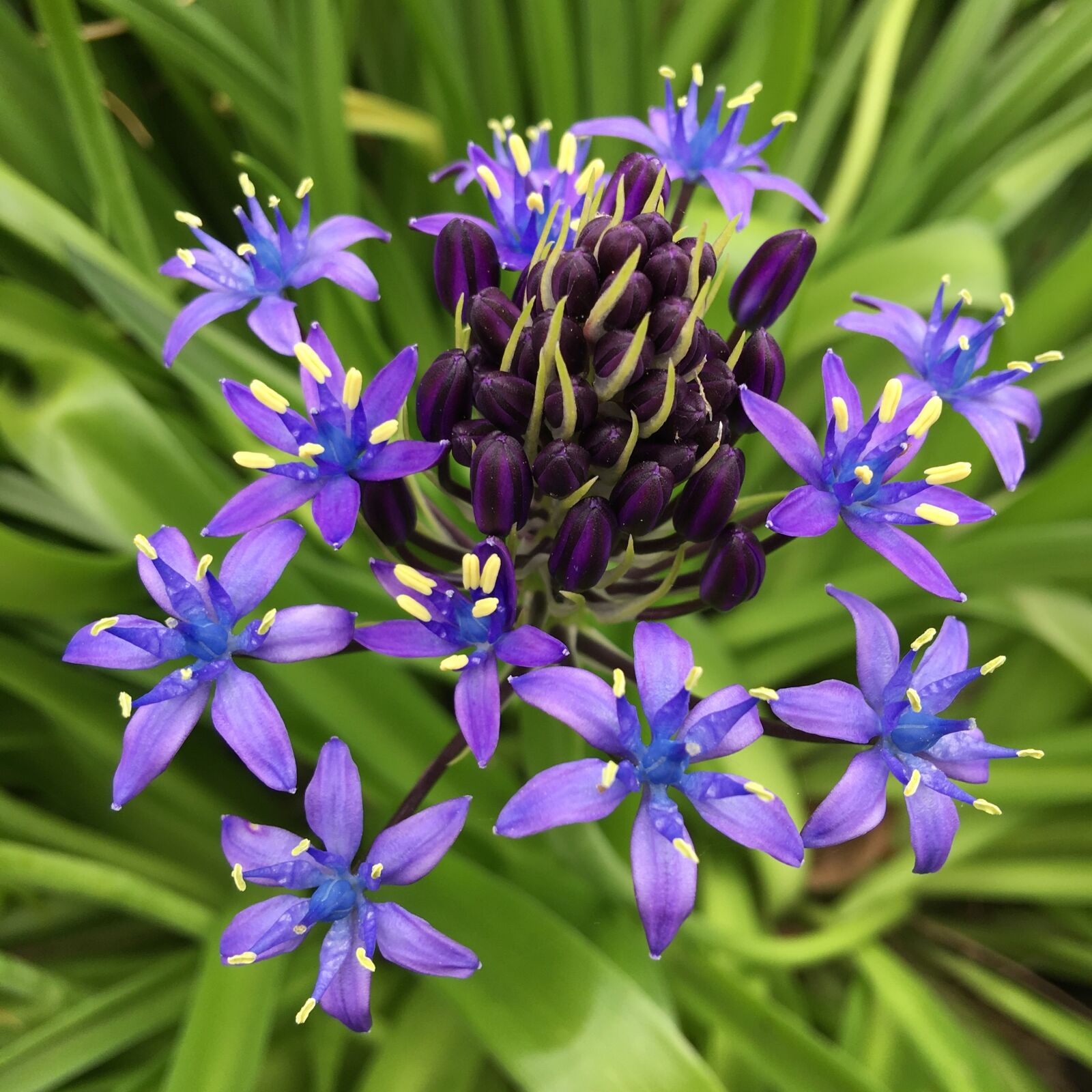 Apple iPhone 6s Plus sample photo. Shiraperubiana, purple, flower bed photography