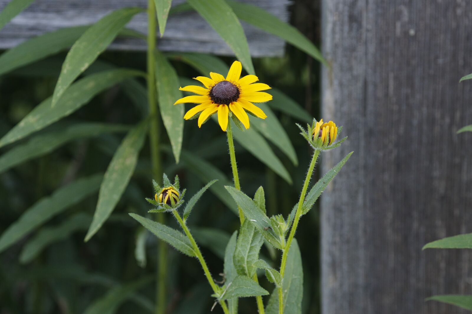 Canon EF 100-400mm F4.5-5.6L IS USM sample photo. Fence, garden, flowers photography