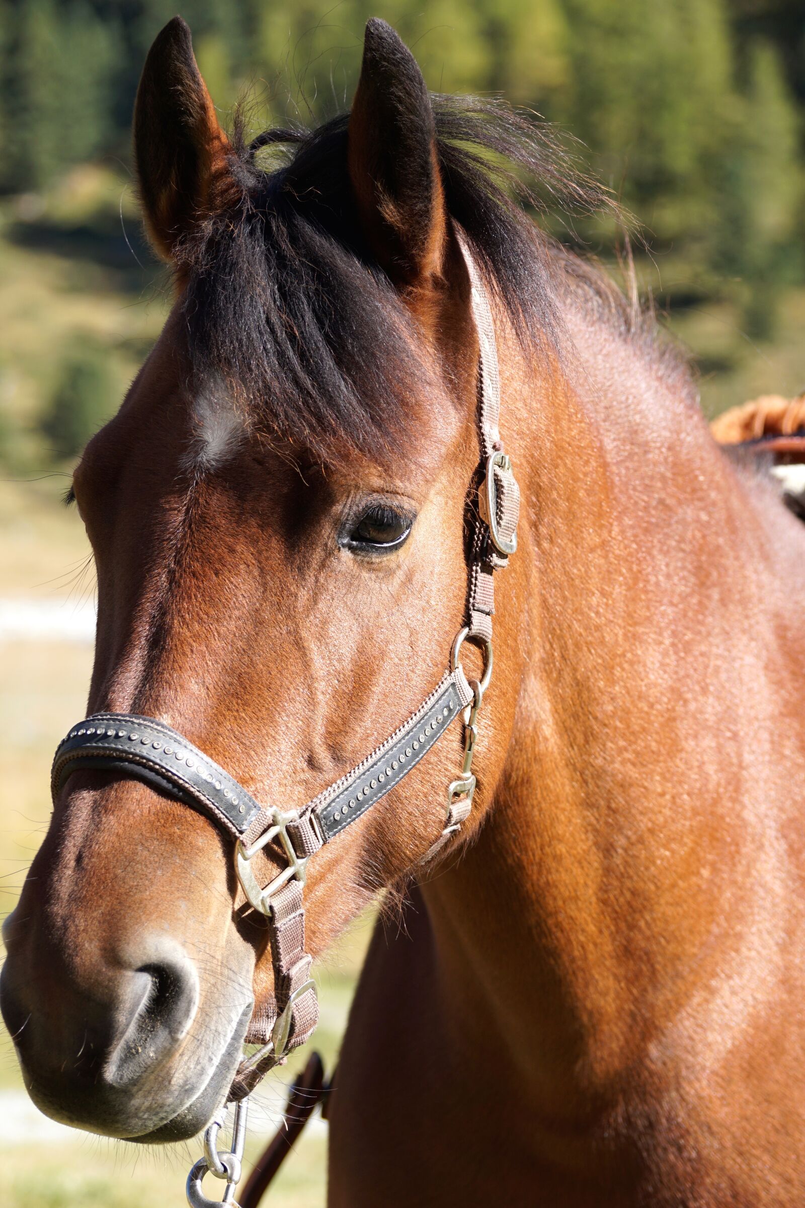 Sony DT 55-300mm F4.5-5.6 SAM sample photo. Horse head, brown, horse photography