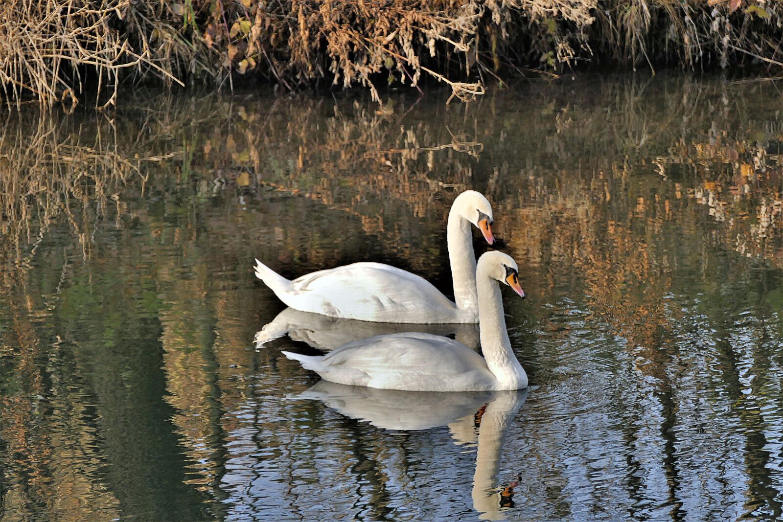 Panasonic Lumix DMC-FZ1000 sample photo. Swans, water, white swan photography