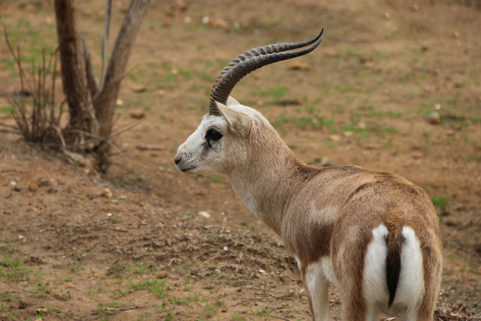 Canon EF-S 18-135mm F3.5-5.6 IS sample photo. Gazelle, deer, animal photography