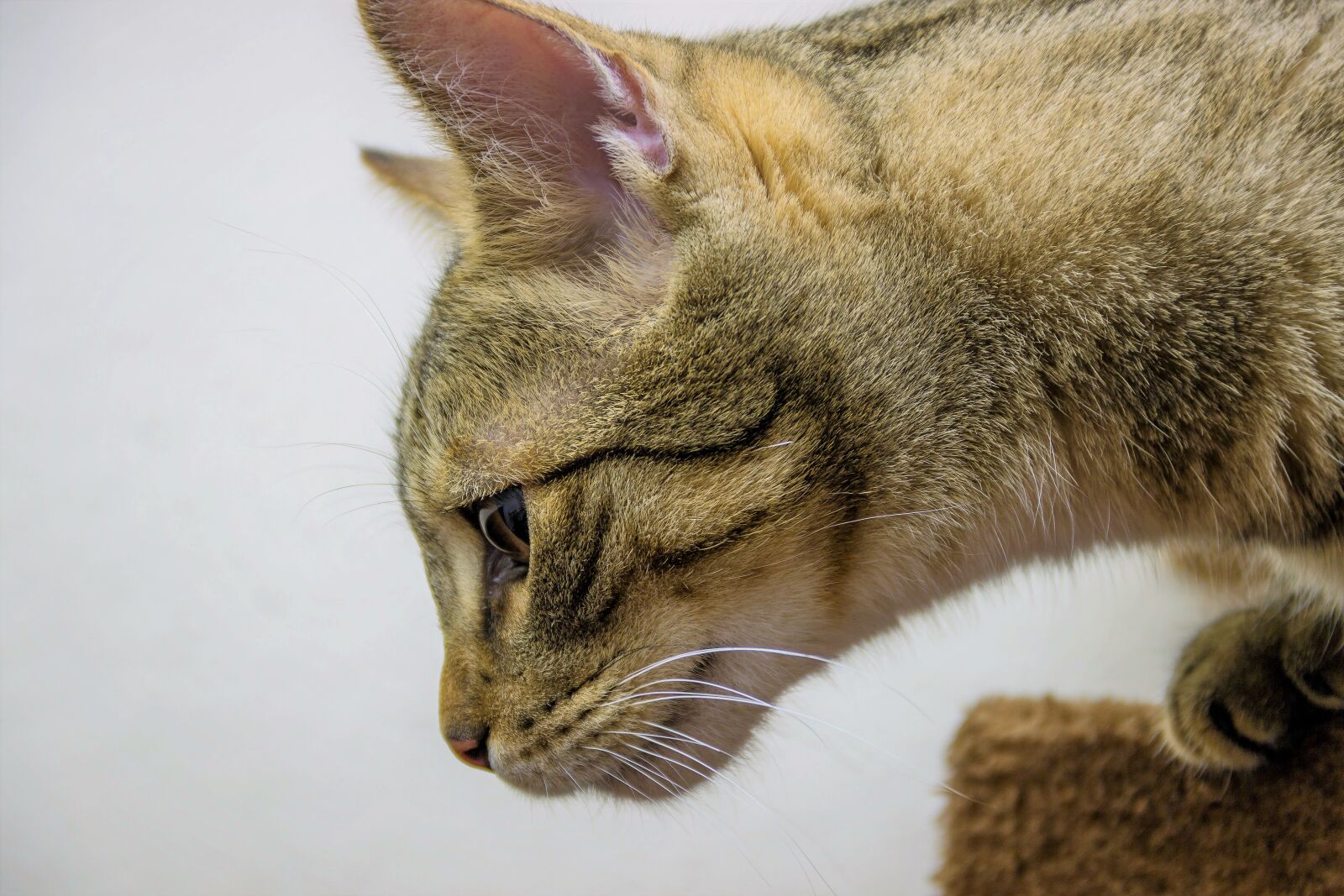 Canon EF-S 18-135mm F3.5-5.6 IS sample photo. Cat, european shorthair, race photography