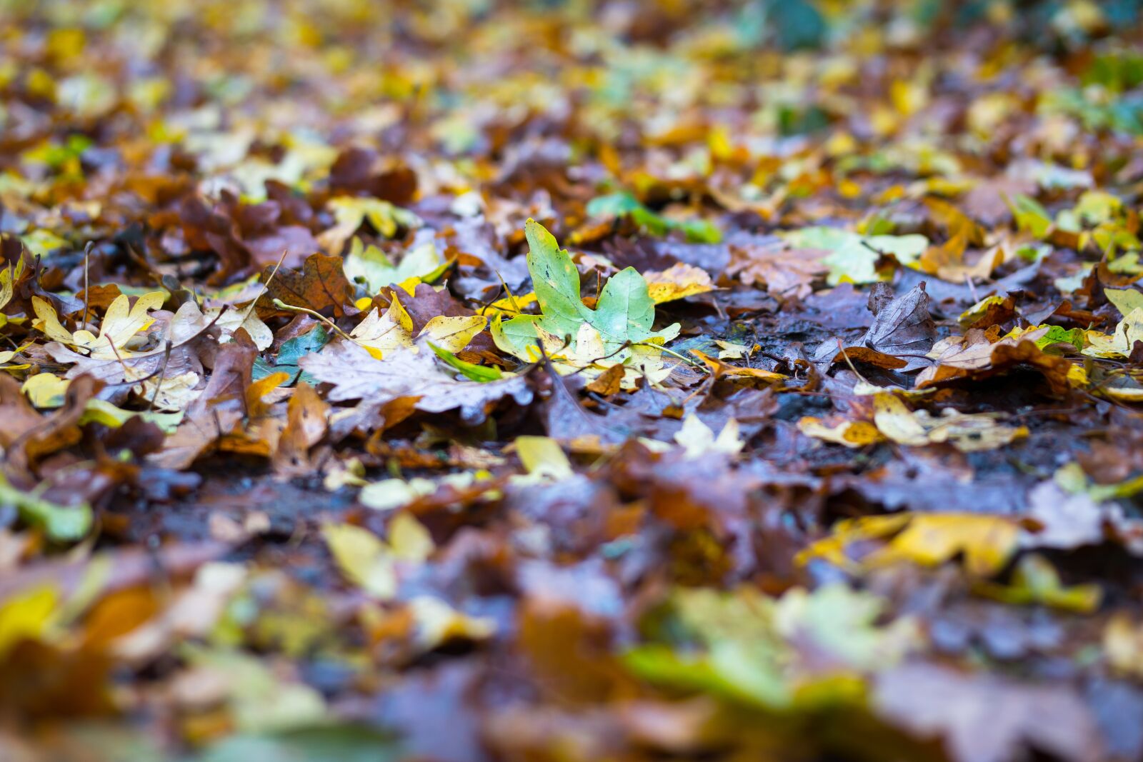 Samsung NX300M sample photo. Autumn, leaves, colorful photography