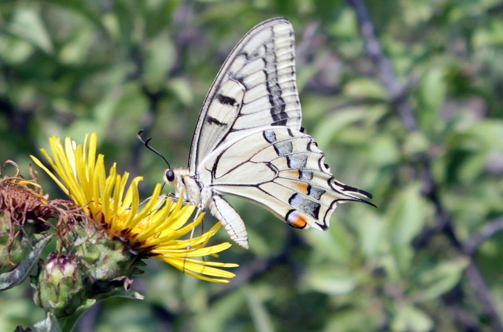Canon EOS 500D (EOS Rebel T1i / EOS Kiss X3) sample photo. Butterfly, lepidoptera, machaon photography