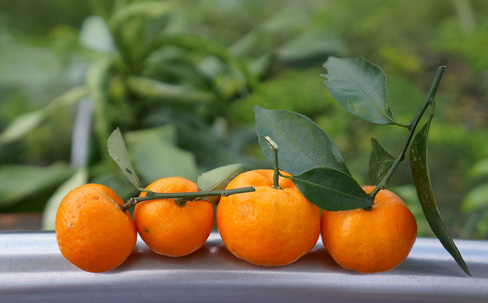 Sony Alpha NEX-F3 + Sony E 18-55mm F3.5-5.6 OSS sample photo. Food, fruits, tangerines photography