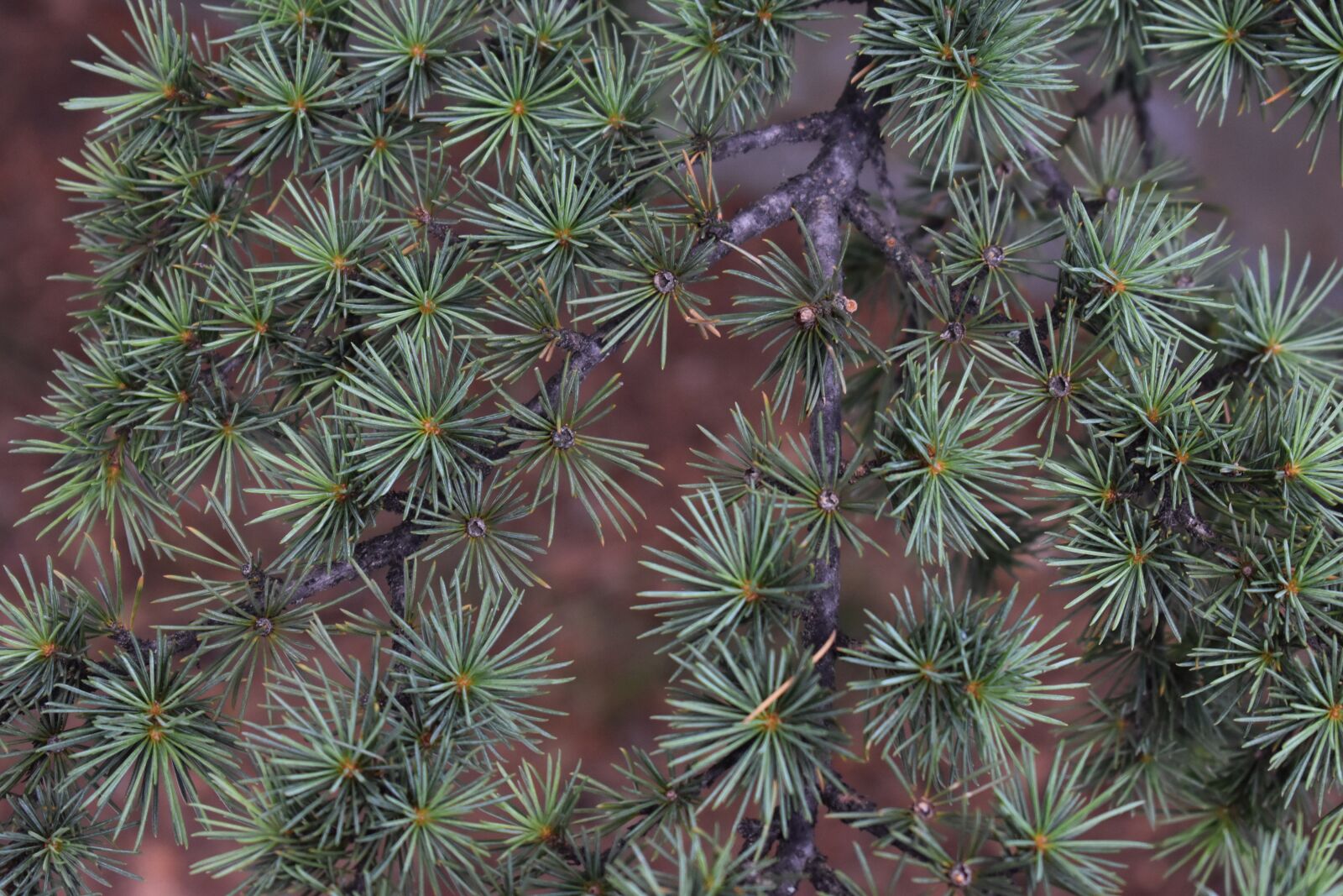 Nikon D3400 sample photo. Spruce, branch, needles photography
