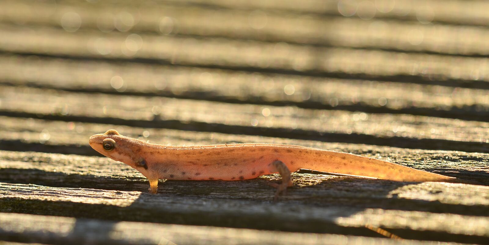 Nikon D5100 sample photo. Lizard, amphibian, small photography
