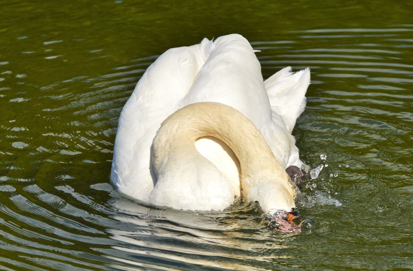 Nikon D3200 sample photo. Swan, bird, water bird photography